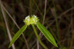 Tropical girdlepod